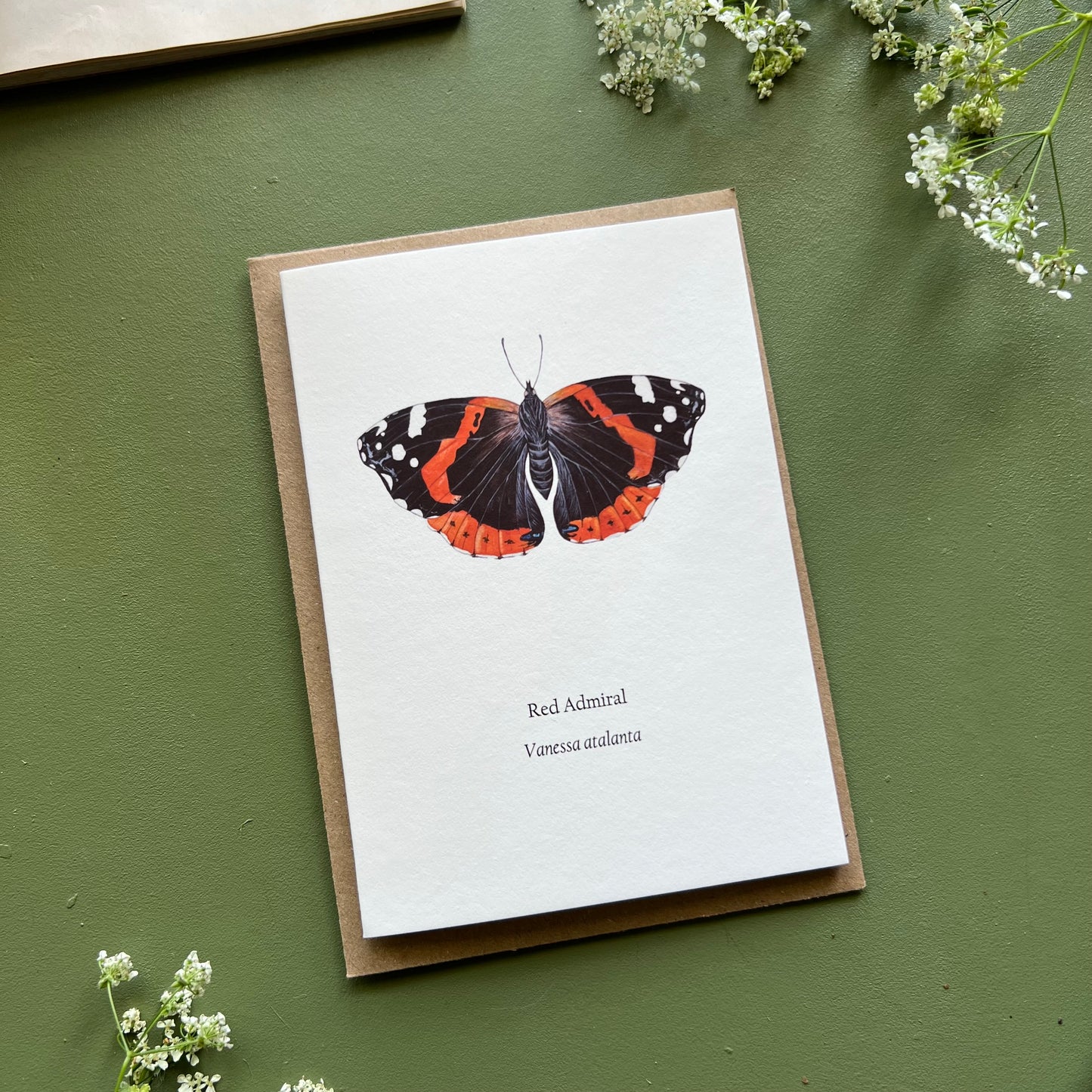 Red Admiral Card
