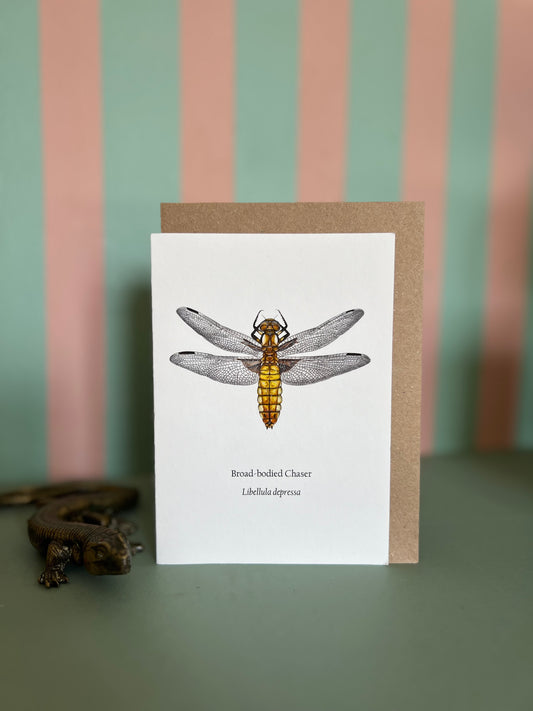 Broad-bodied Chaser Card