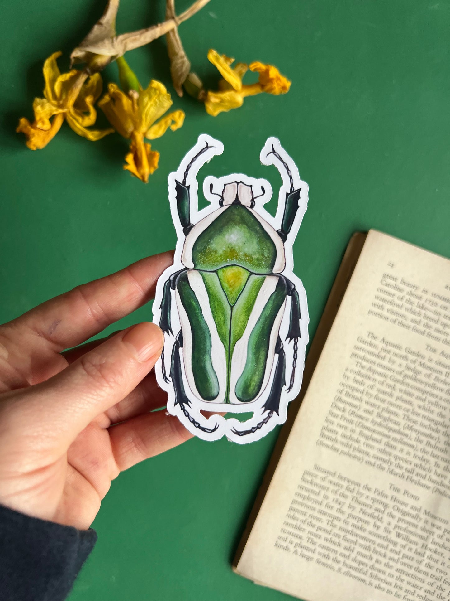 Derby’s Flower Beetle Sticker