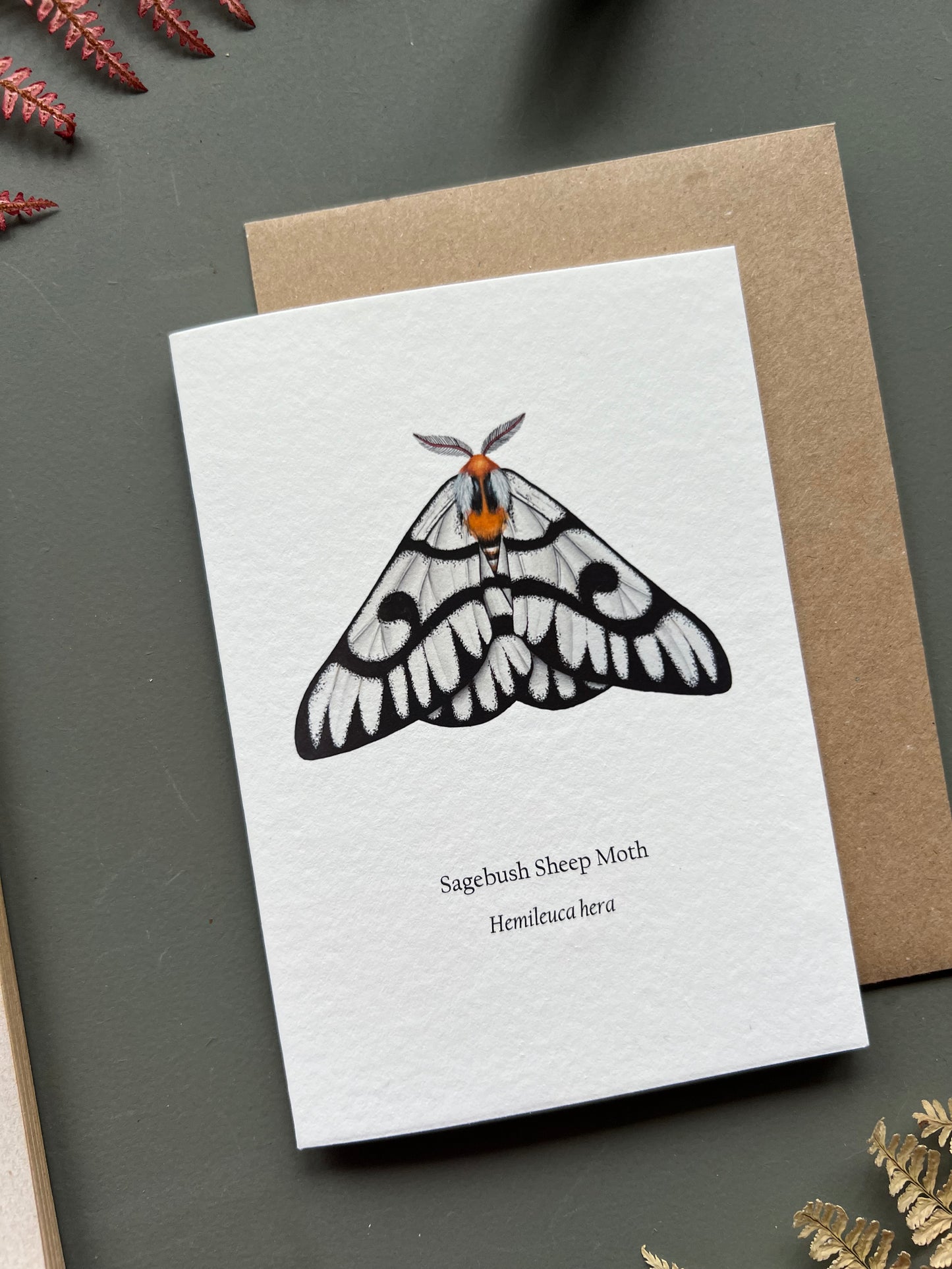 Sagebush Sheep Moth Card