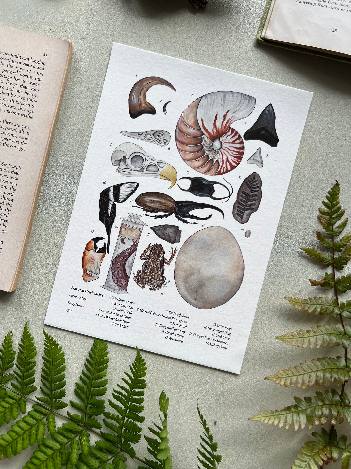 Natural Curiosities Print