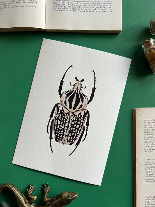 Goliath orientalis Print