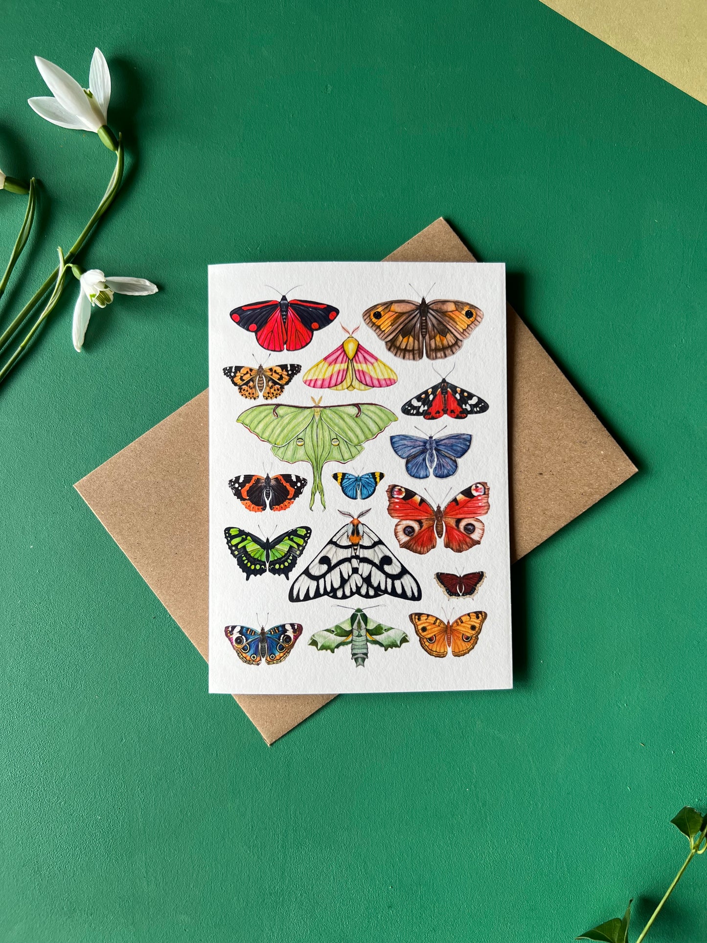 Butterflies and Moths Card