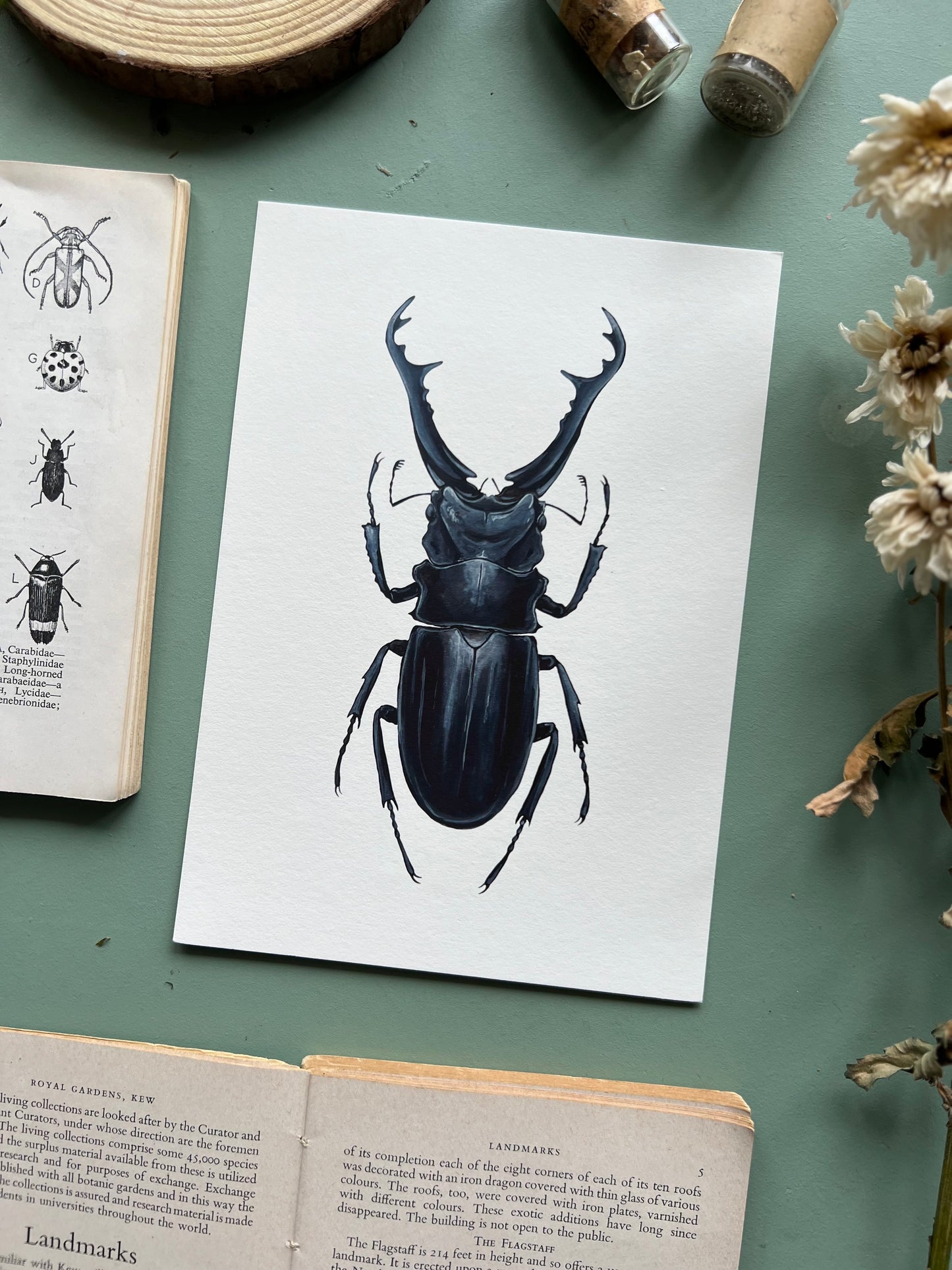 Giraffe Stag Beetle