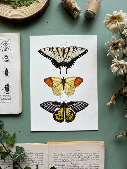 Yellow Butterfly Species