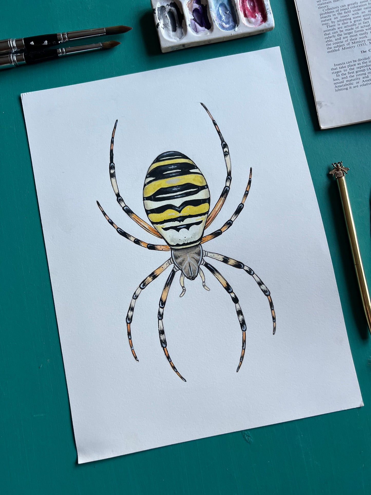 Wasp Spider