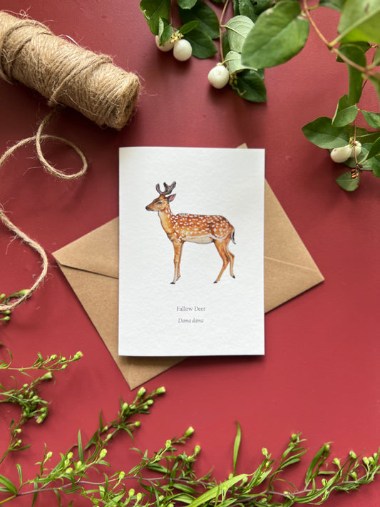 Fallow Deer Card