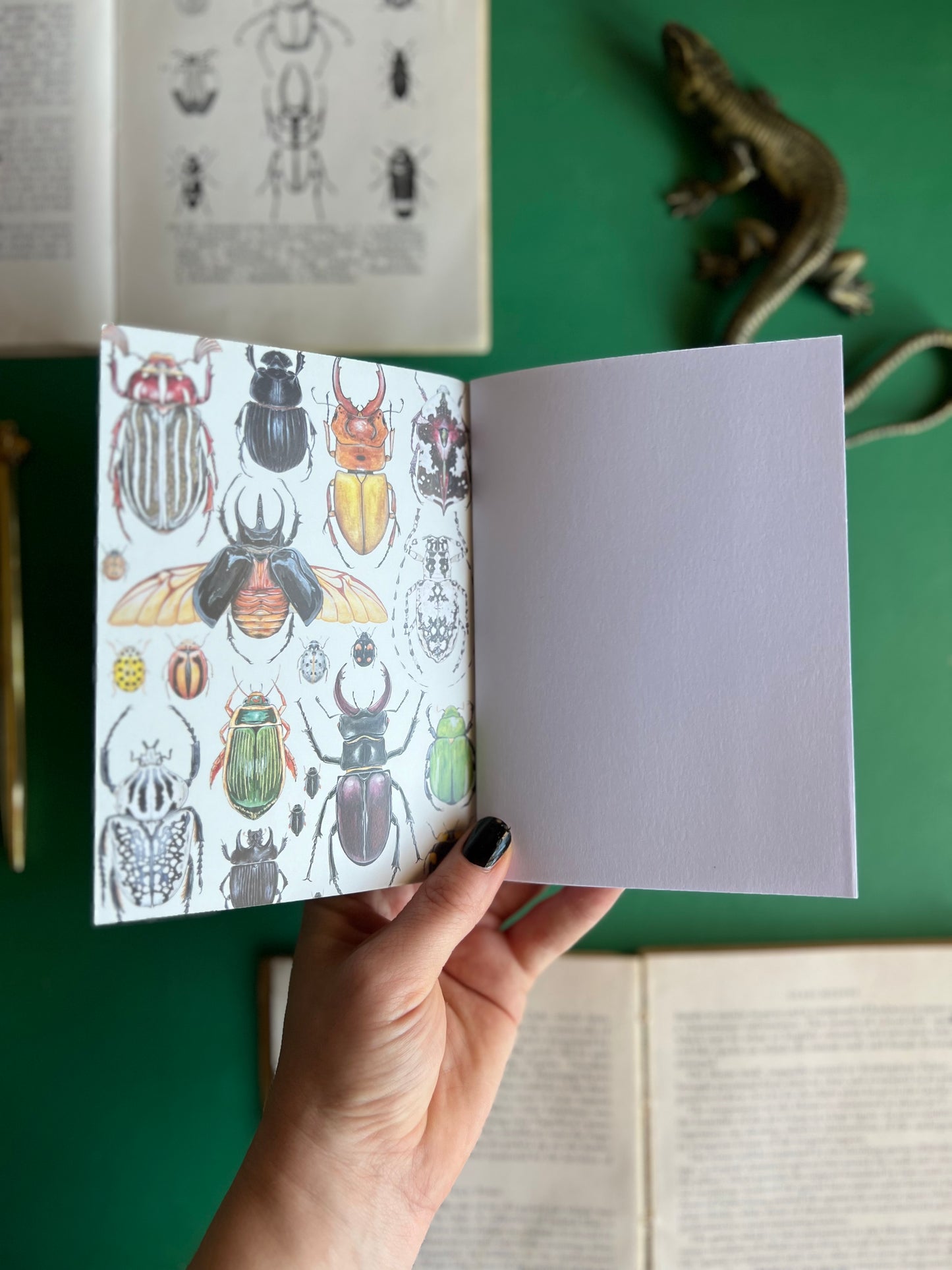 Insect Pocket Notebook Set