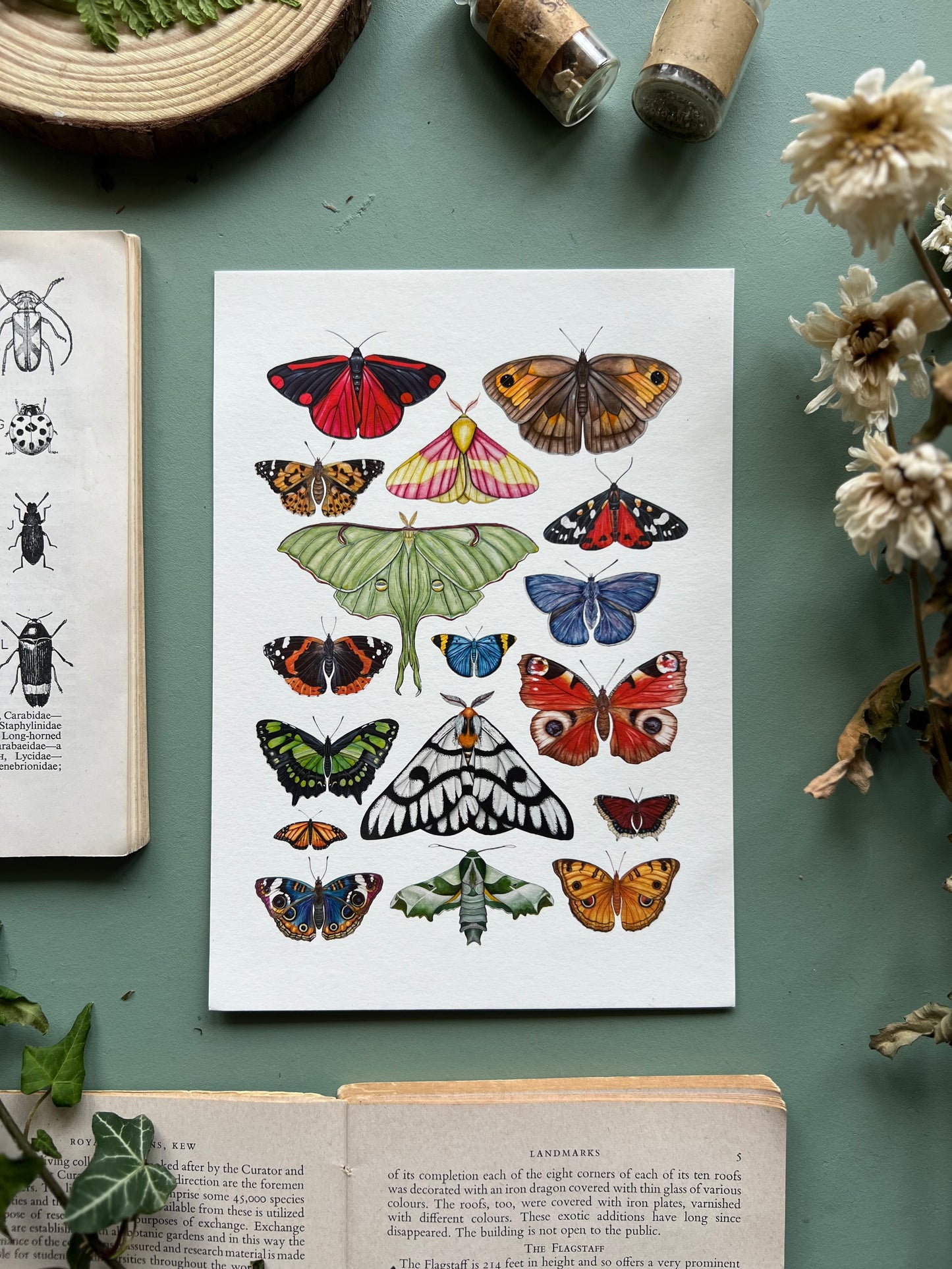 Butterfly and Moth Print