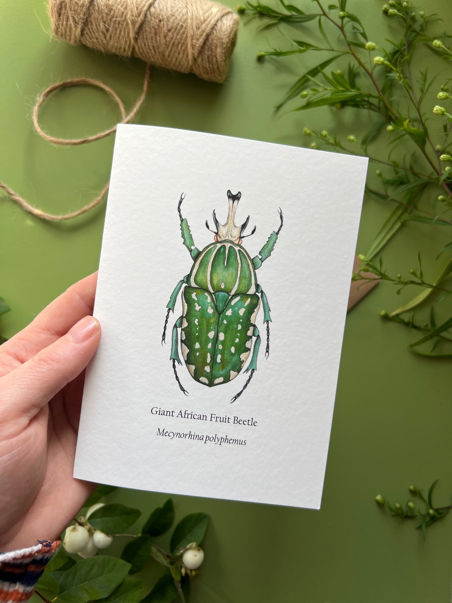 African Fruit Beetle Card