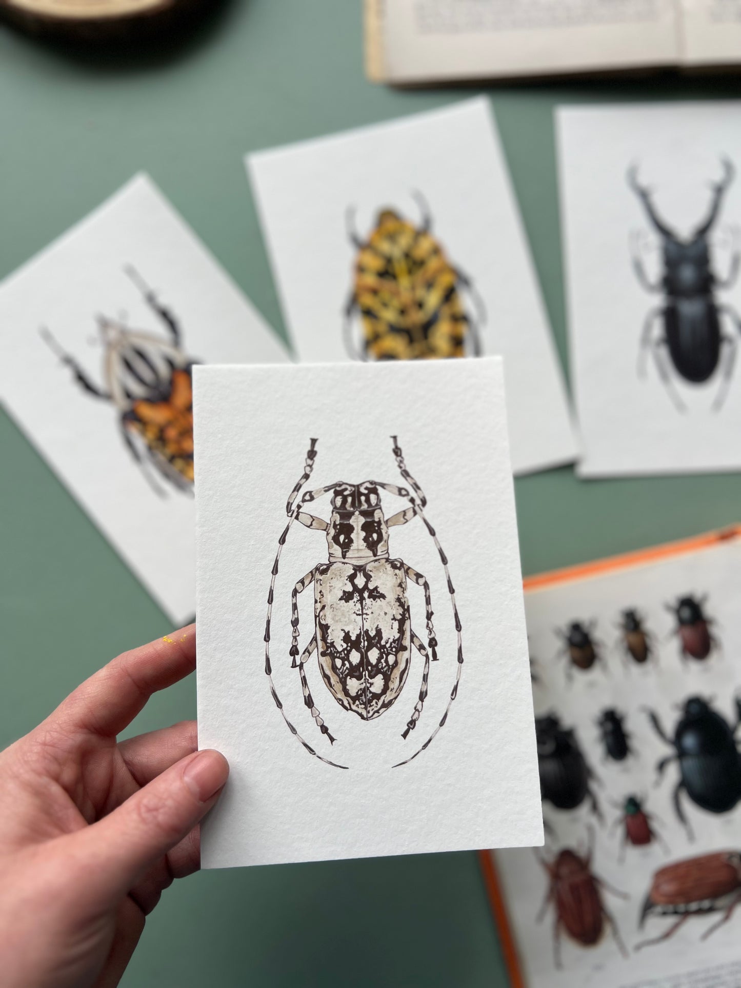 Beetle Print Set