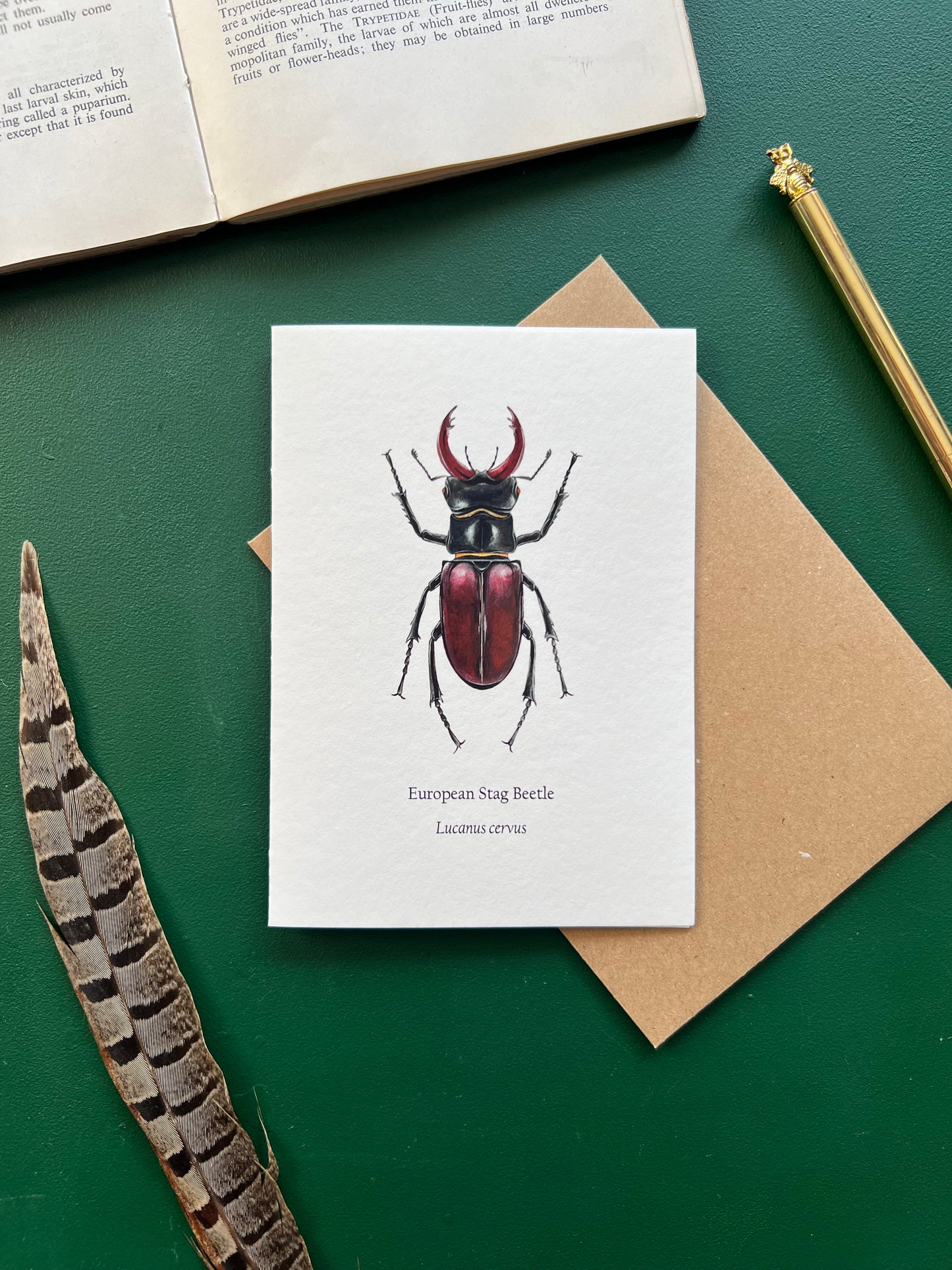 Stag Beetle