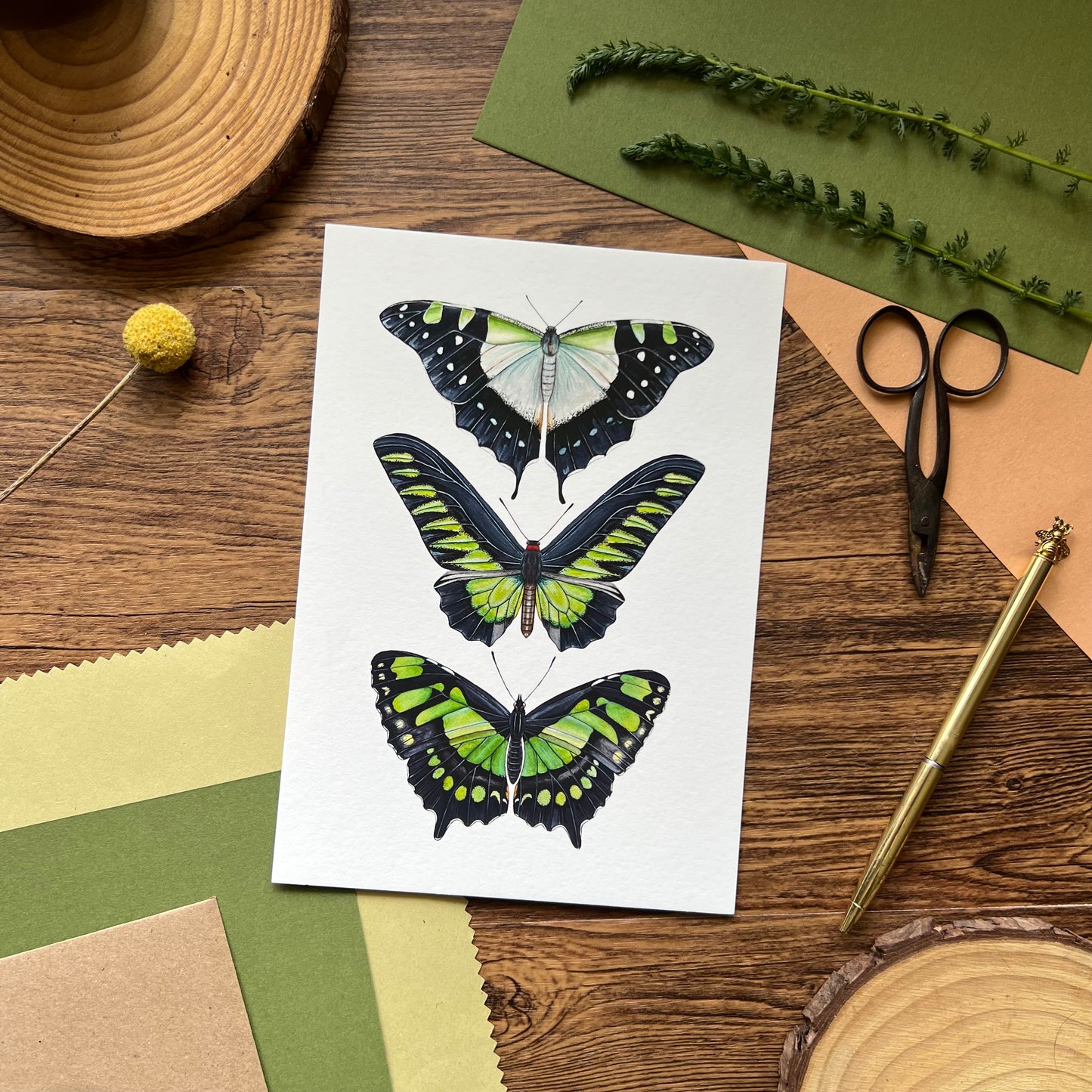 Green Butterfly Species