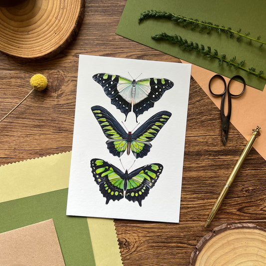 Green Butterfly Species