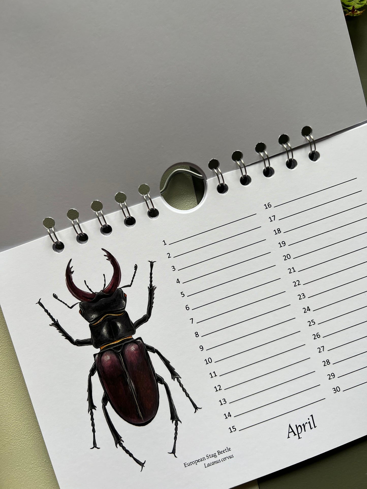 Beetle Birthday and Other Important Dates Calendar, Perpetual Calendar