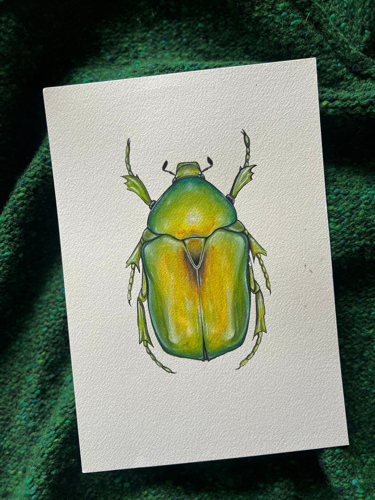 Jewel Flower Chafer