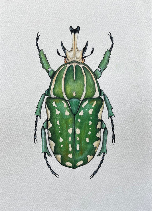 African Fruit Beetle