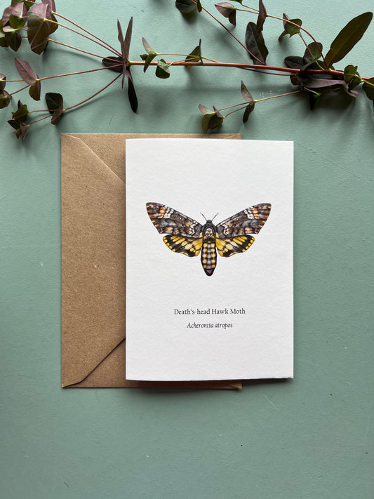 Deaths-head Hawk Moth Card