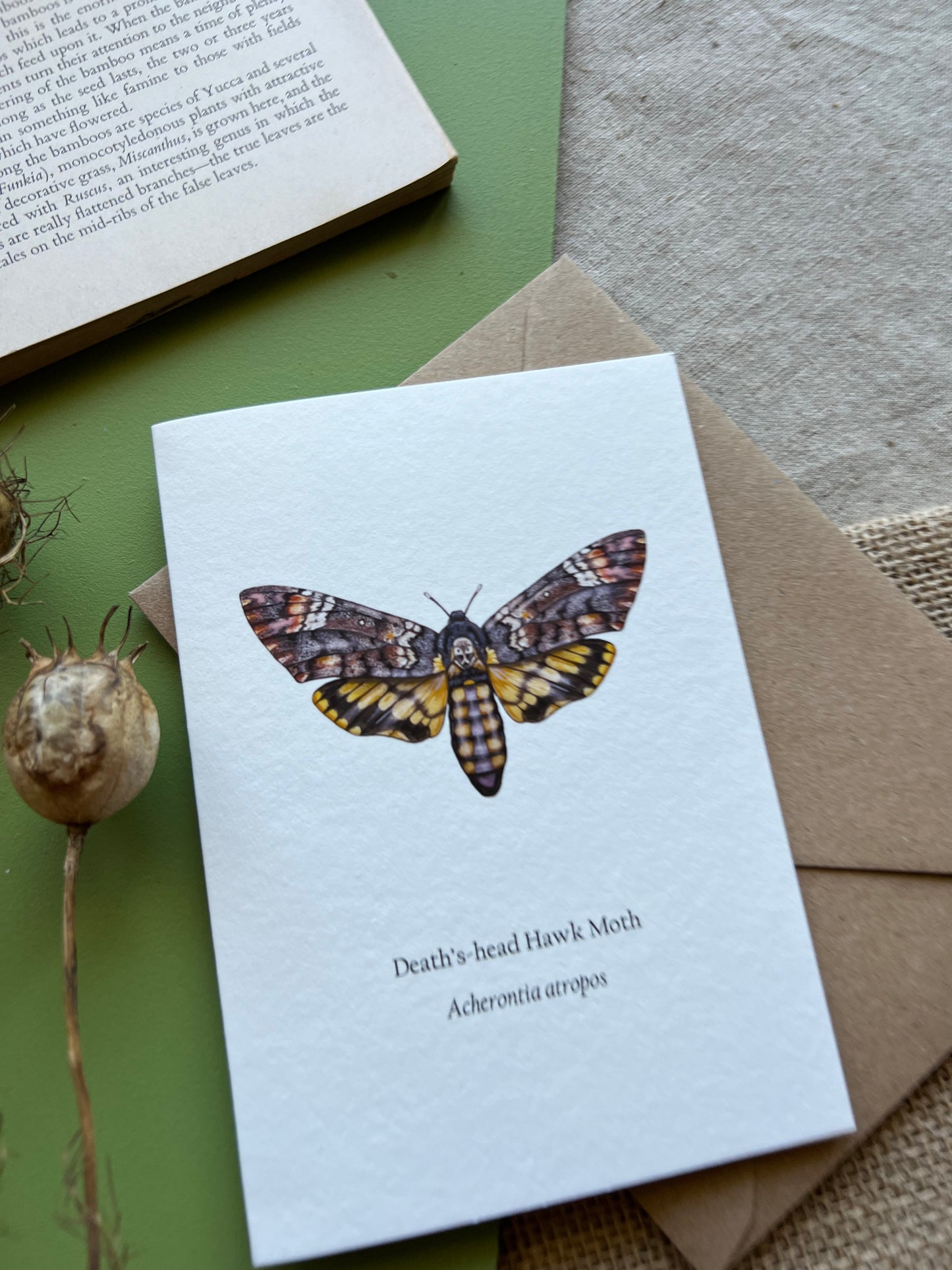 Deaths-head Hawk Moth Card