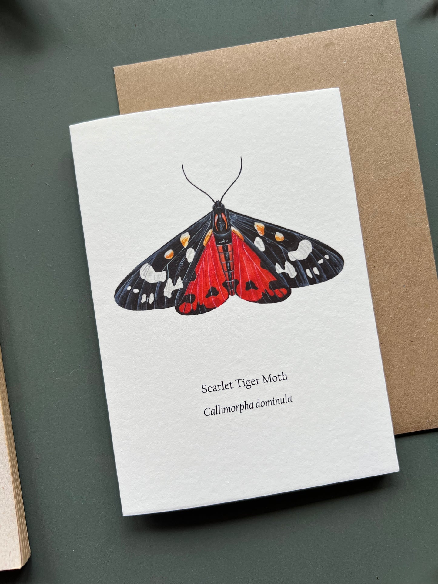 Scarlet Tiger Moth Card