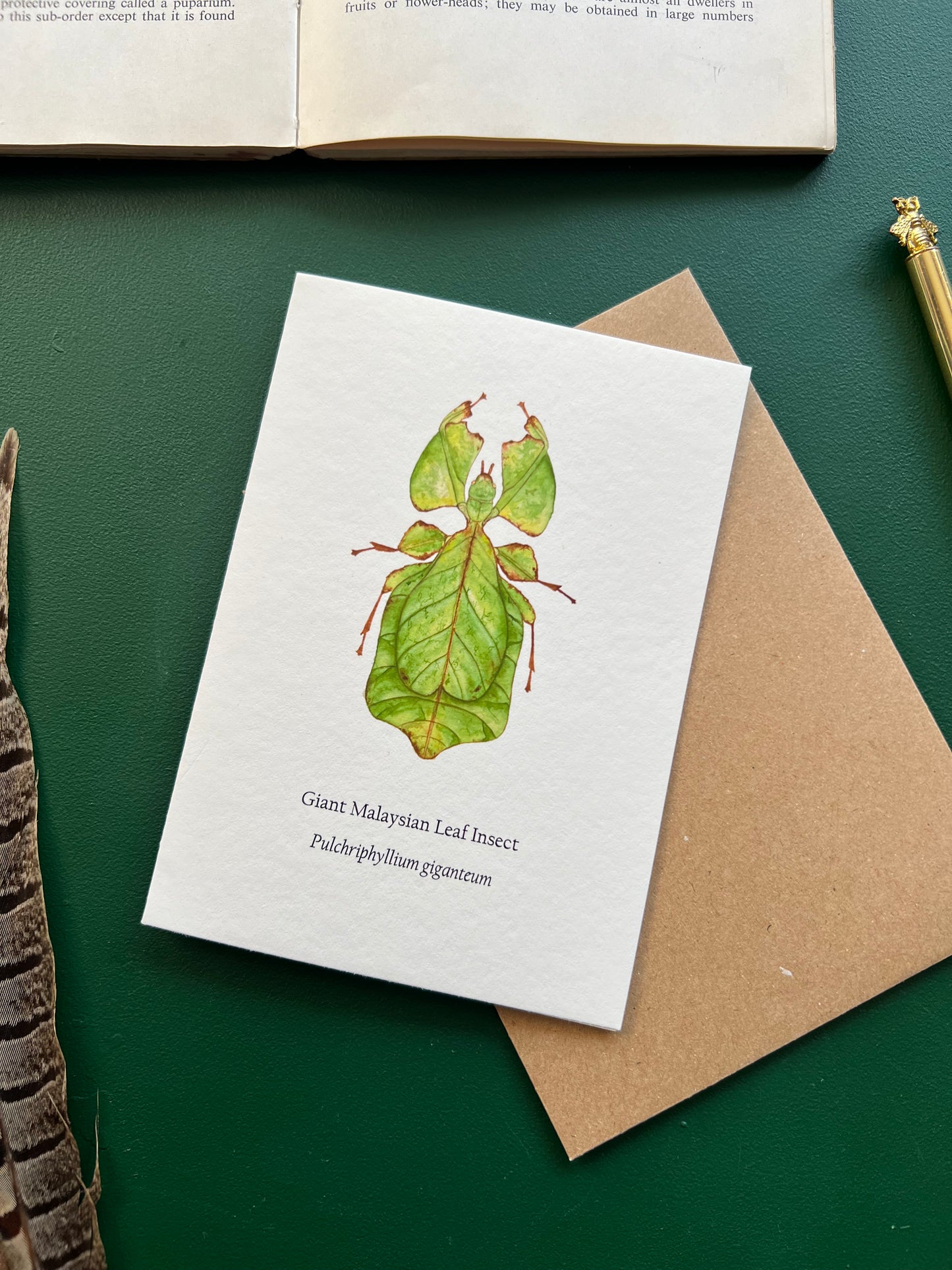 Leaf Insect Card