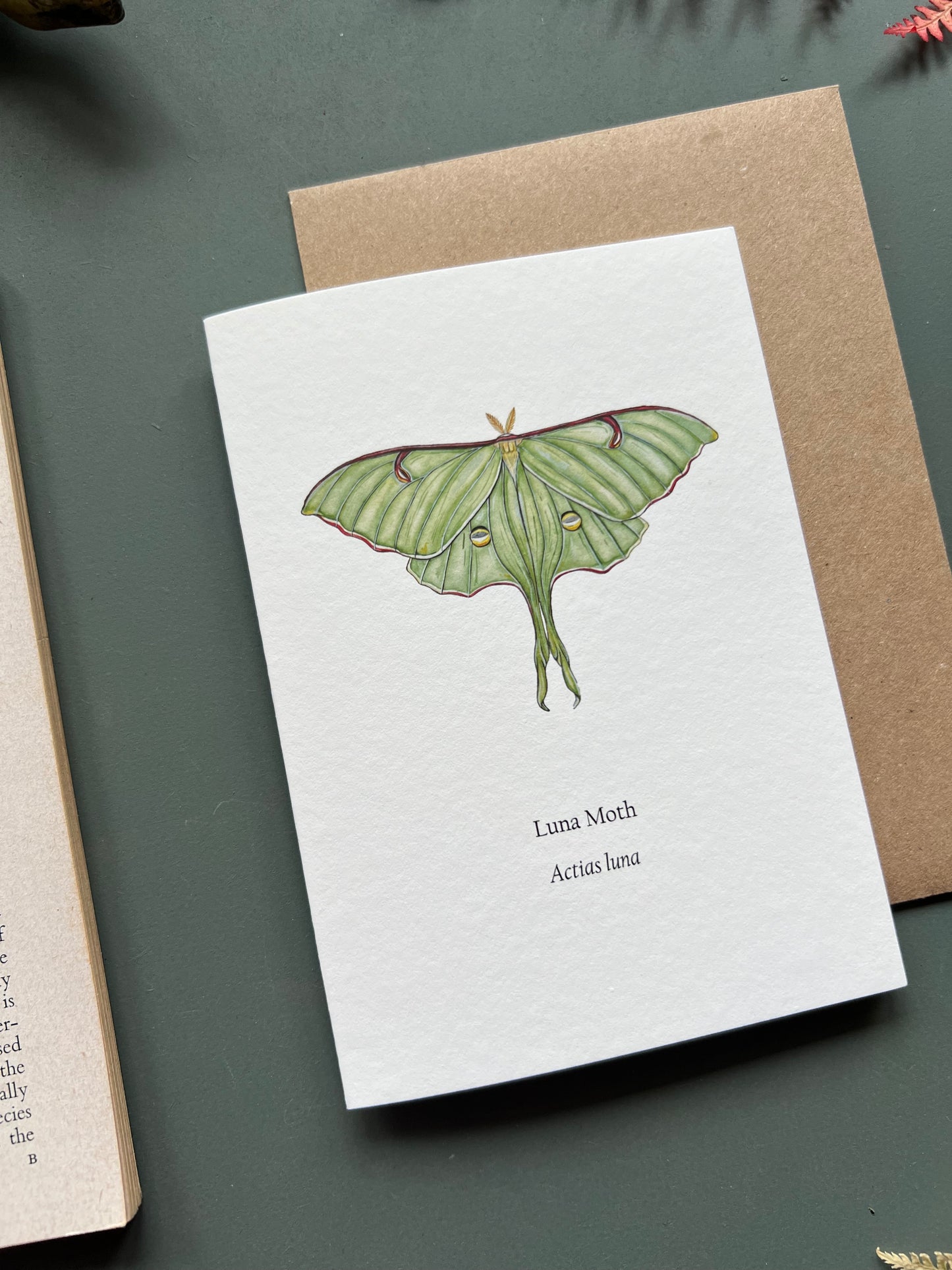 Luna Moth Card