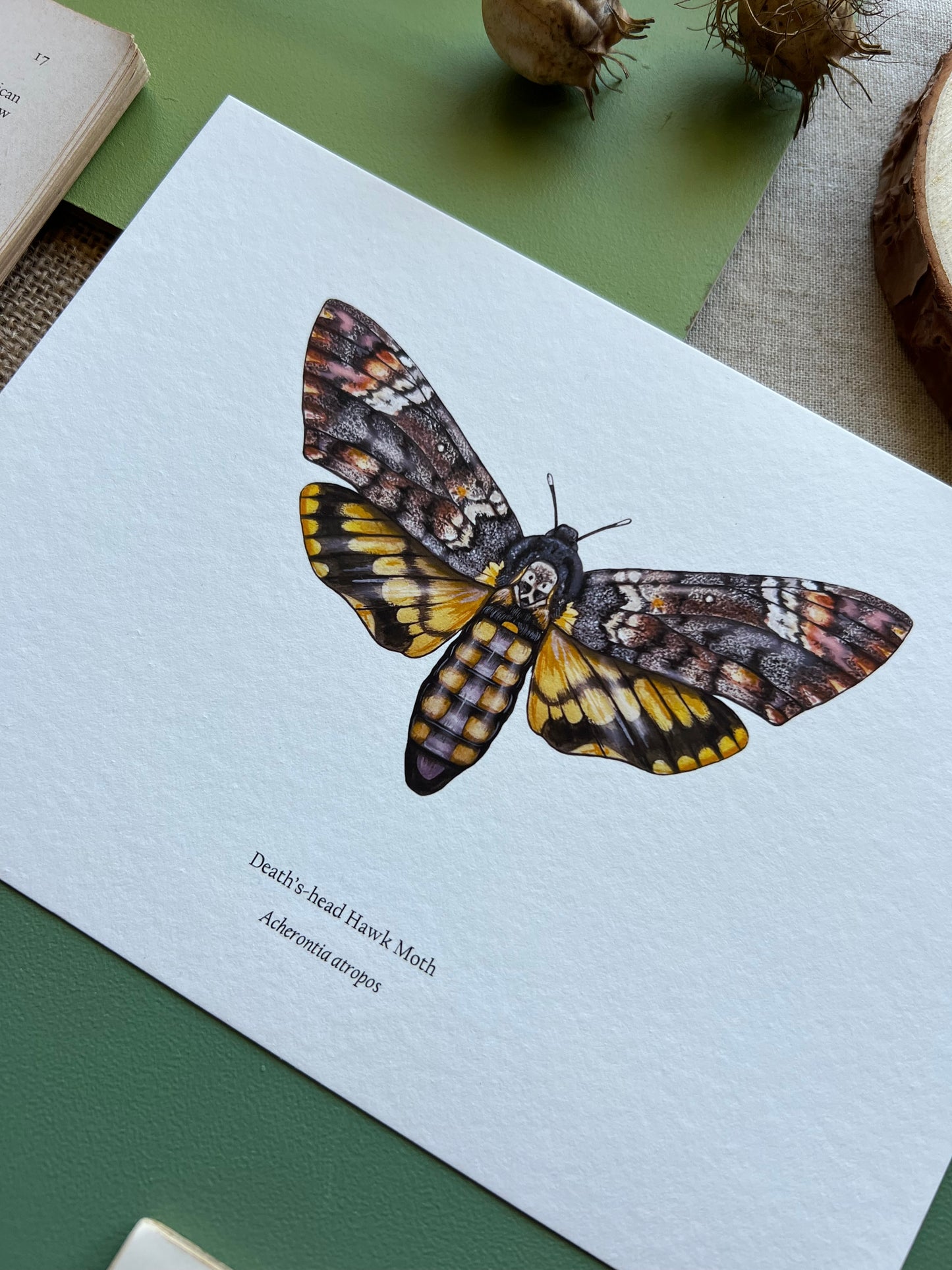 Deaths-head Hawk Moth Print