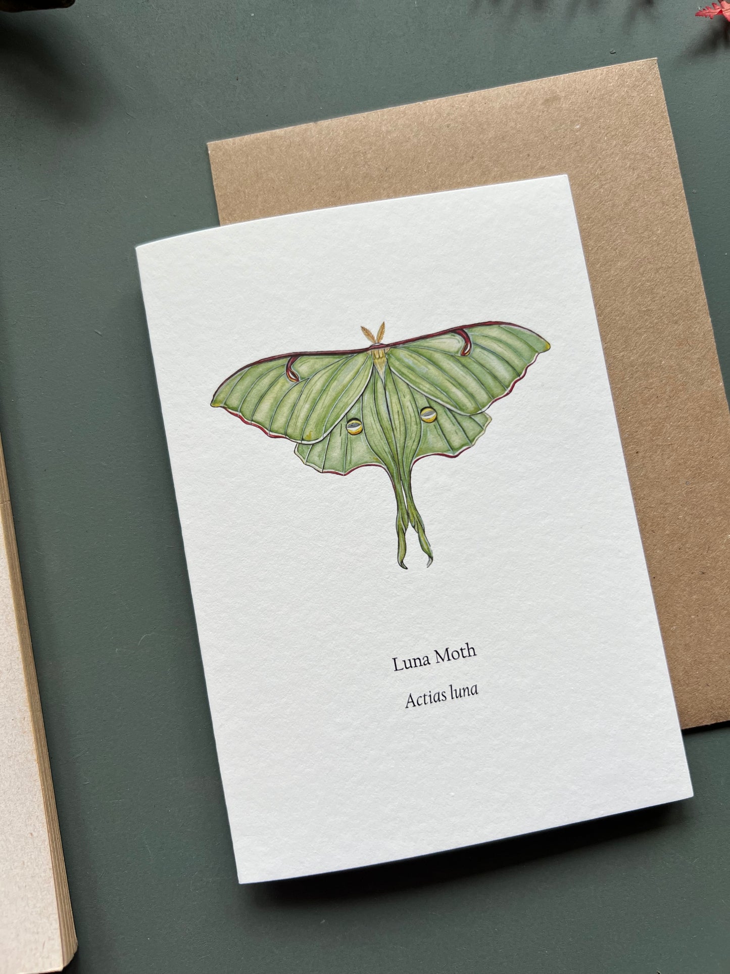 Luna Moth Card