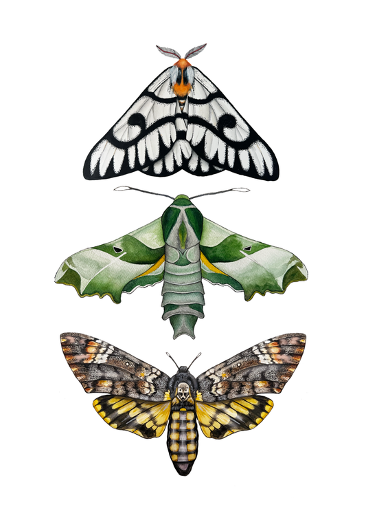 Three Moths