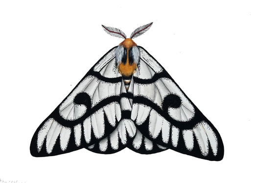 Hera Moth 8.3” x 11.7”