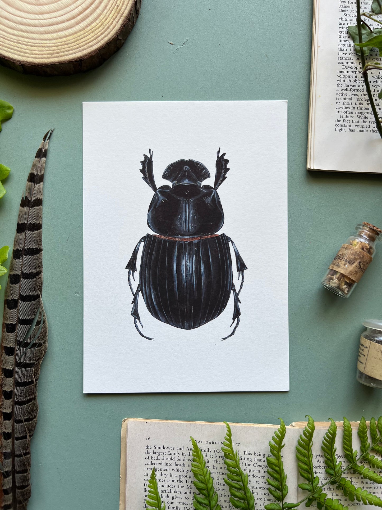 Horned Dung Beetle