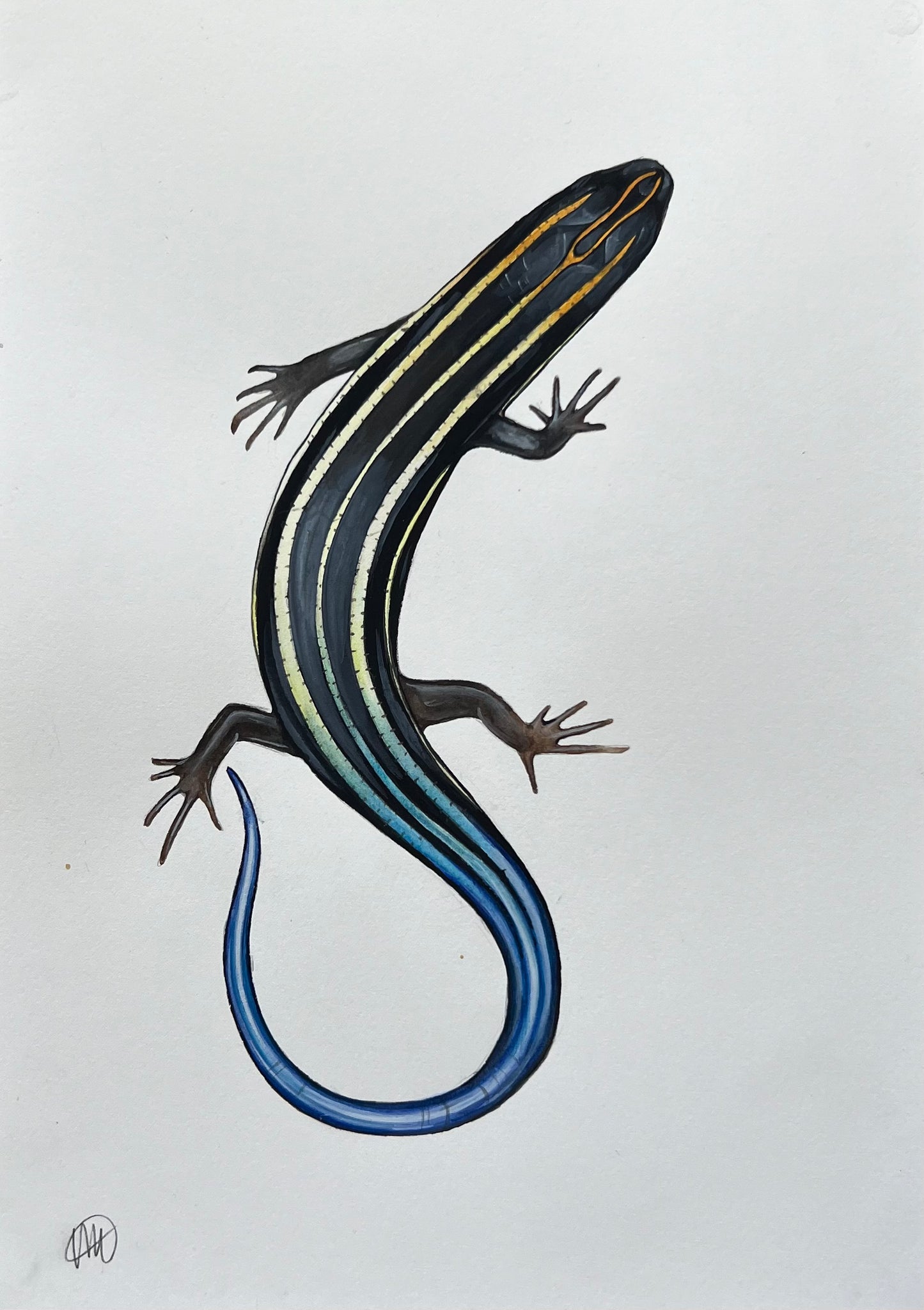 Blue-tailed Skink