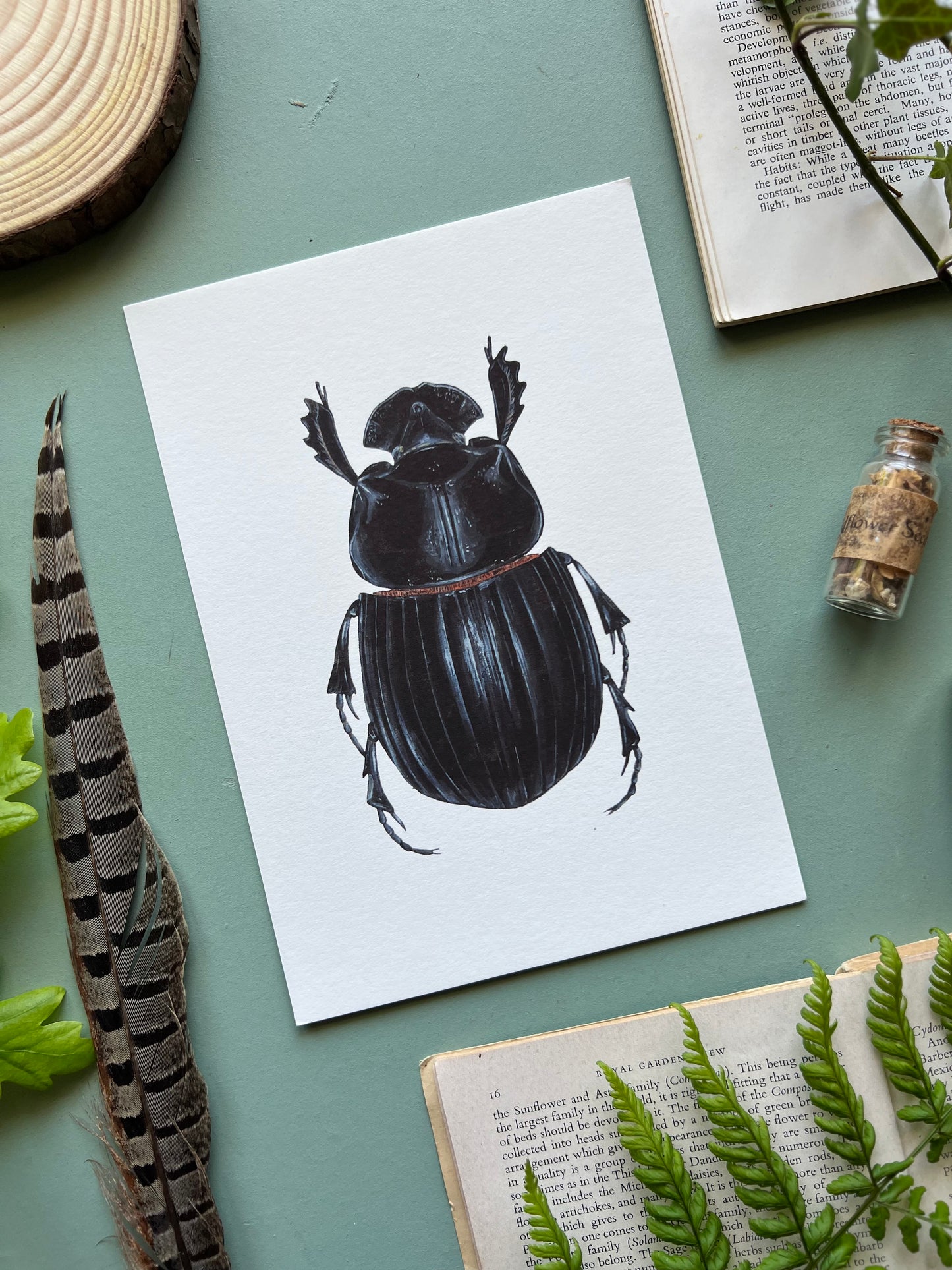 Horned Dung Beetle
