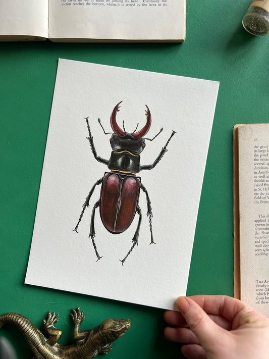 European Stag Beetle