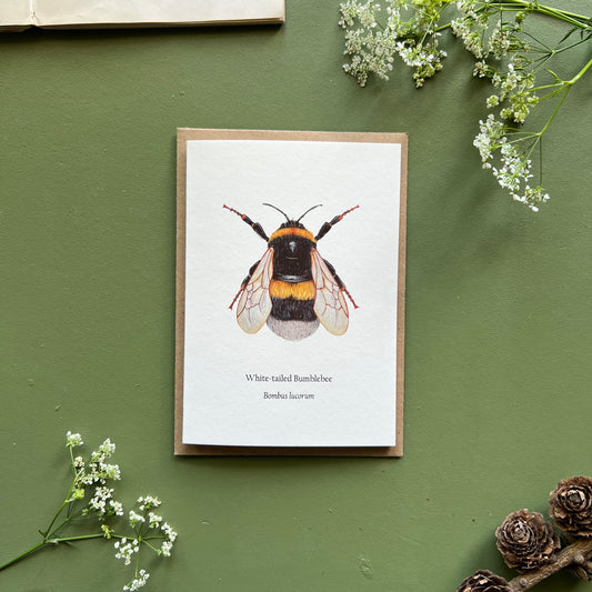 White tailed Bumblebee Card