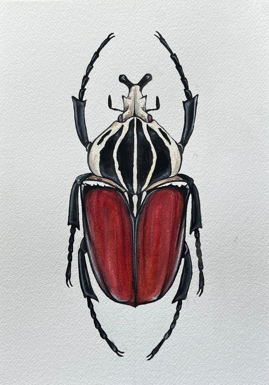 Goliath beetle