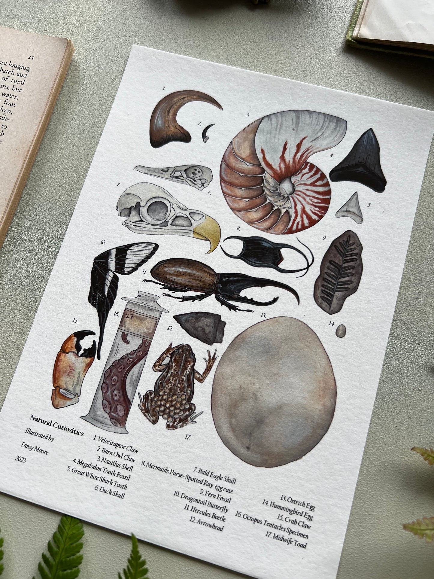 Natural Curiosities Print