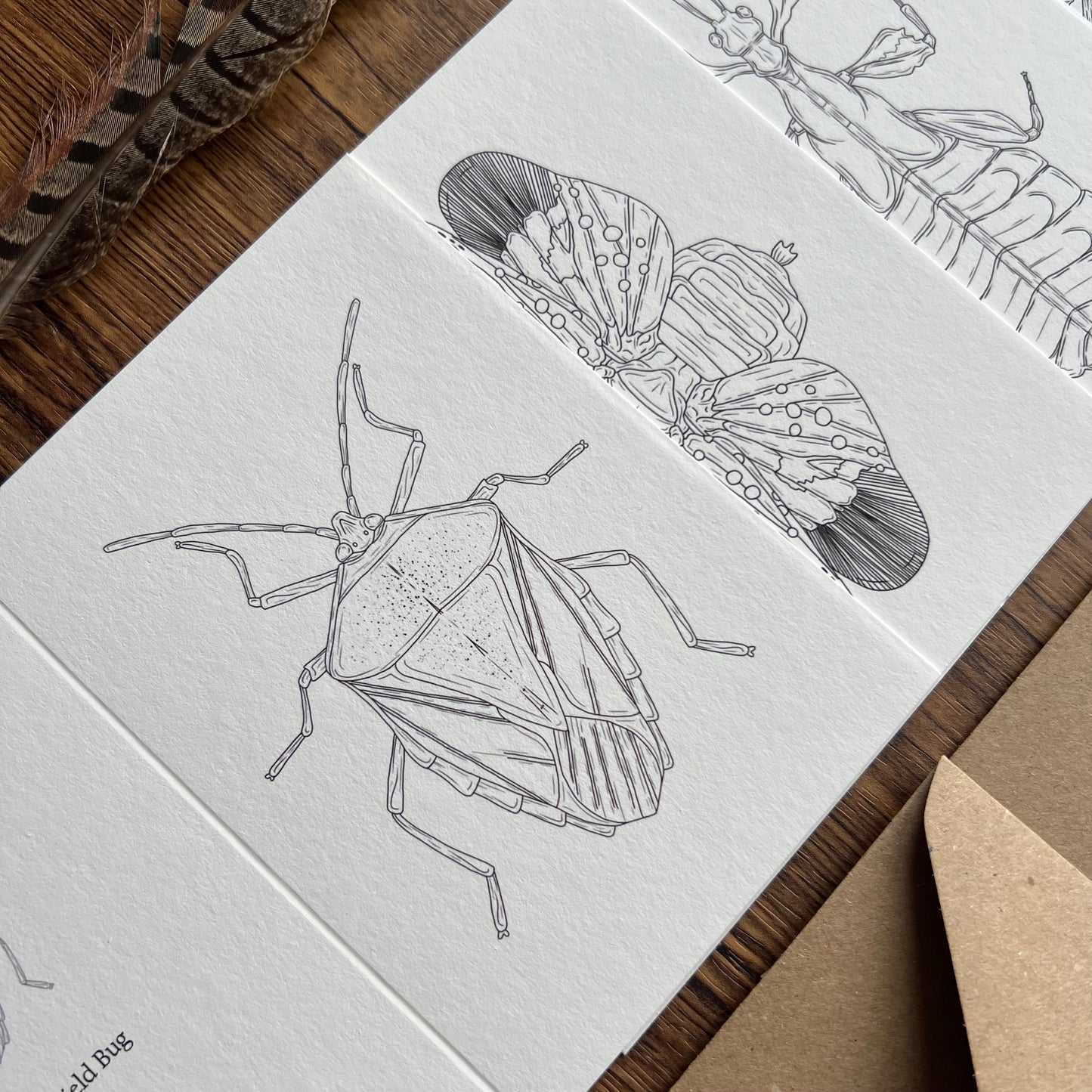 Insects Colouring in Card Set
