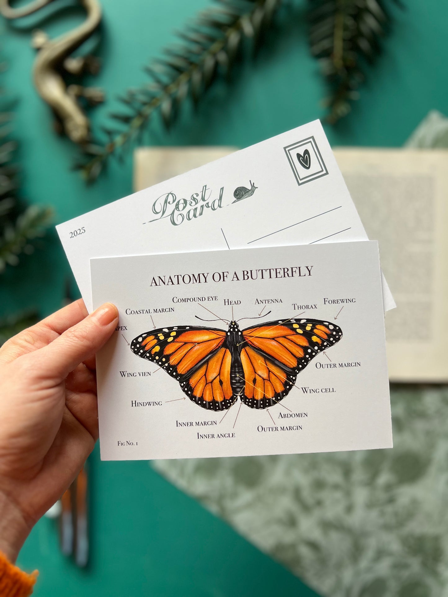 Monarch Butterfly Anatomy