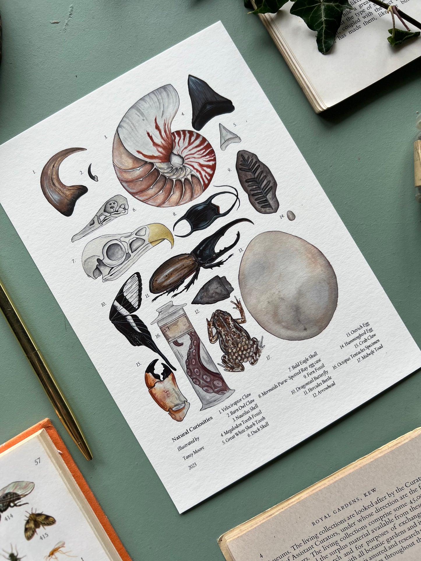 Natural Curiosities Print