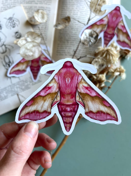 Small Elephant Hawk Moth Sticker