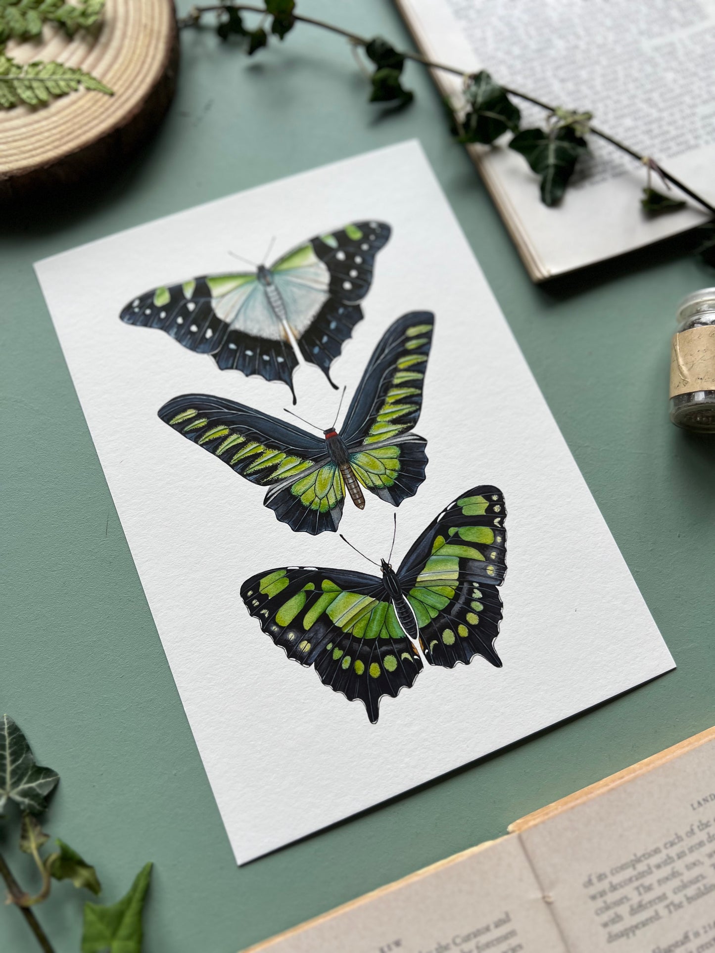 Green Butterfly Species