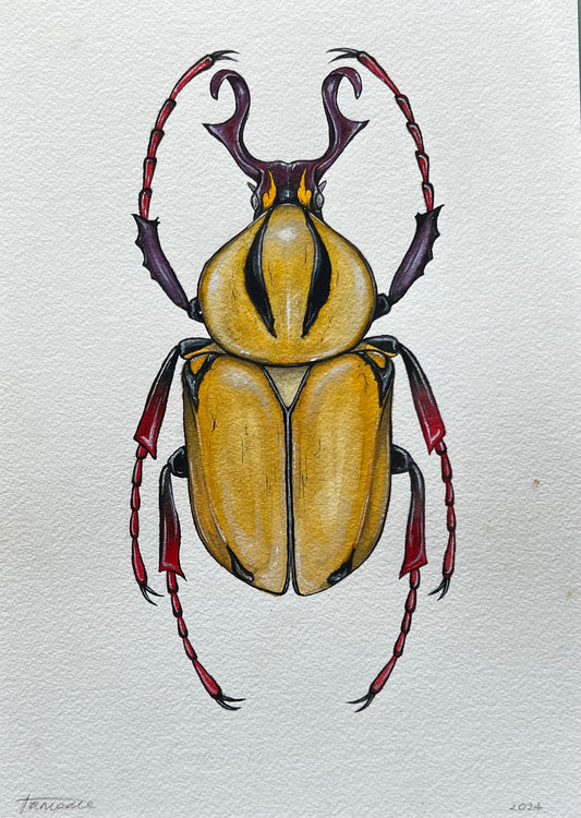 Reindeer Beetle