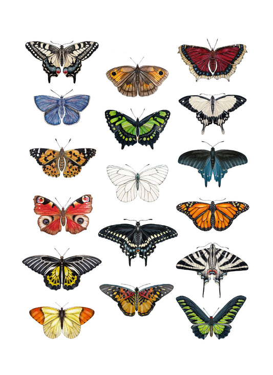 Butterflies 2