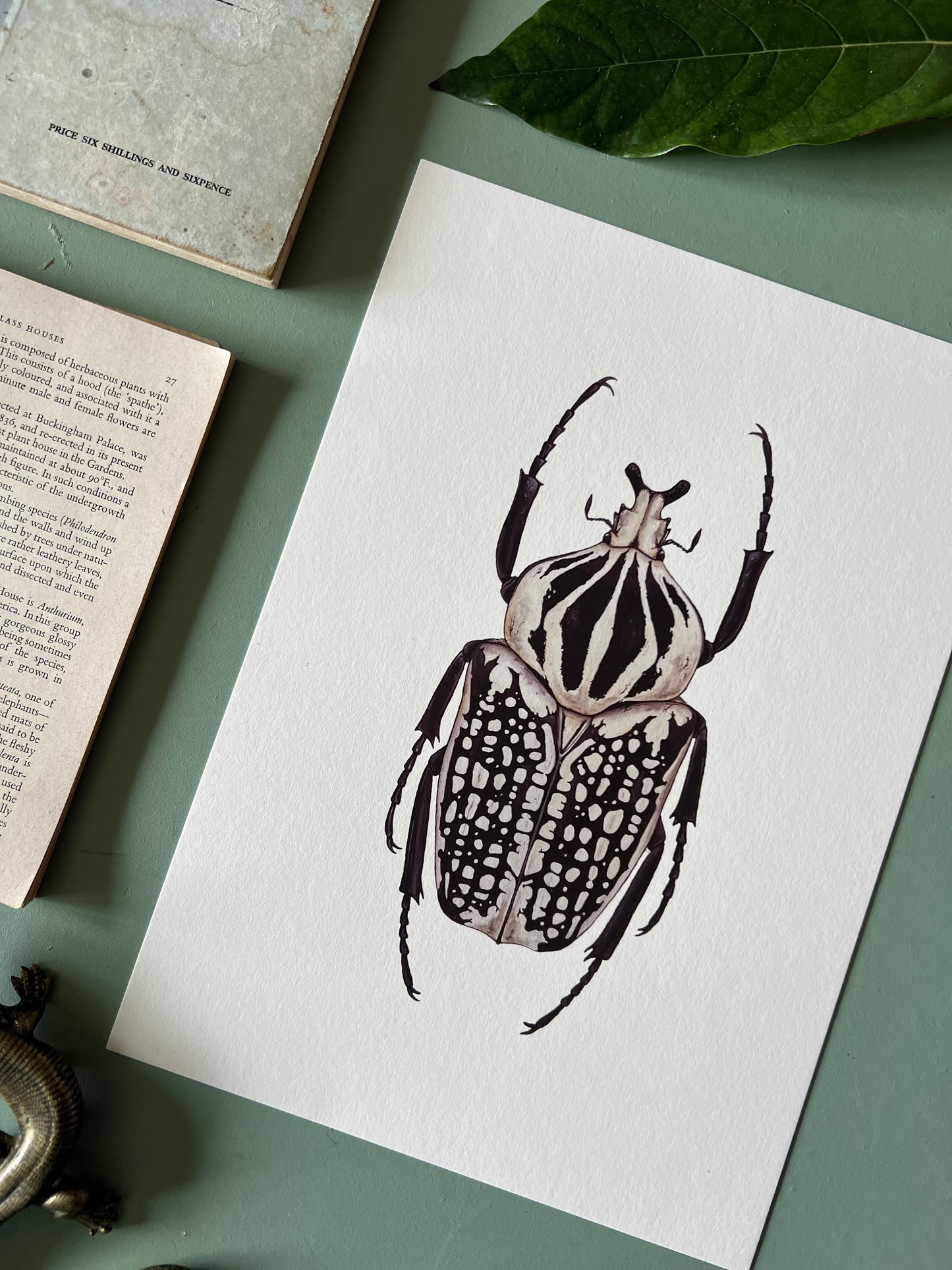 Goliath orientalis Print