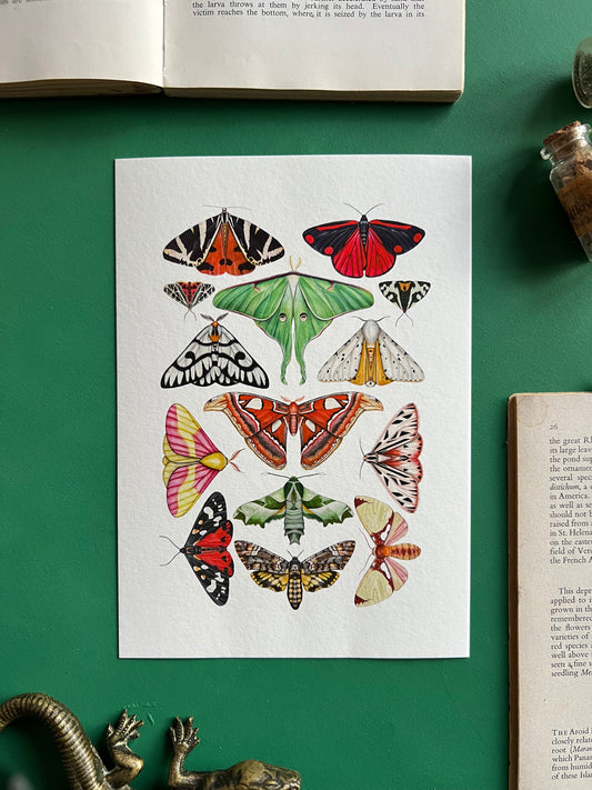 Moths Print