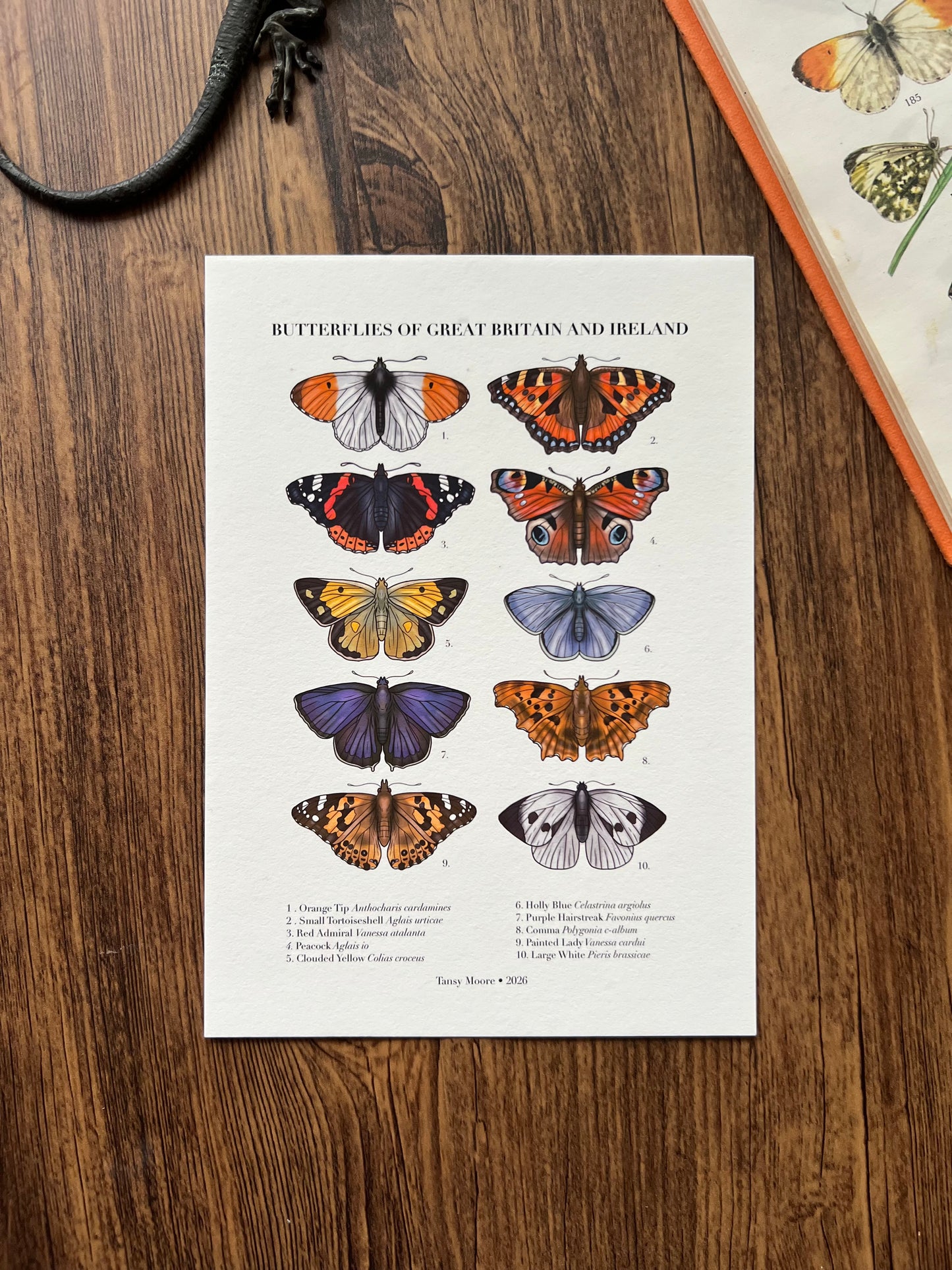 Butterflies of Great Britain and Ireland Print