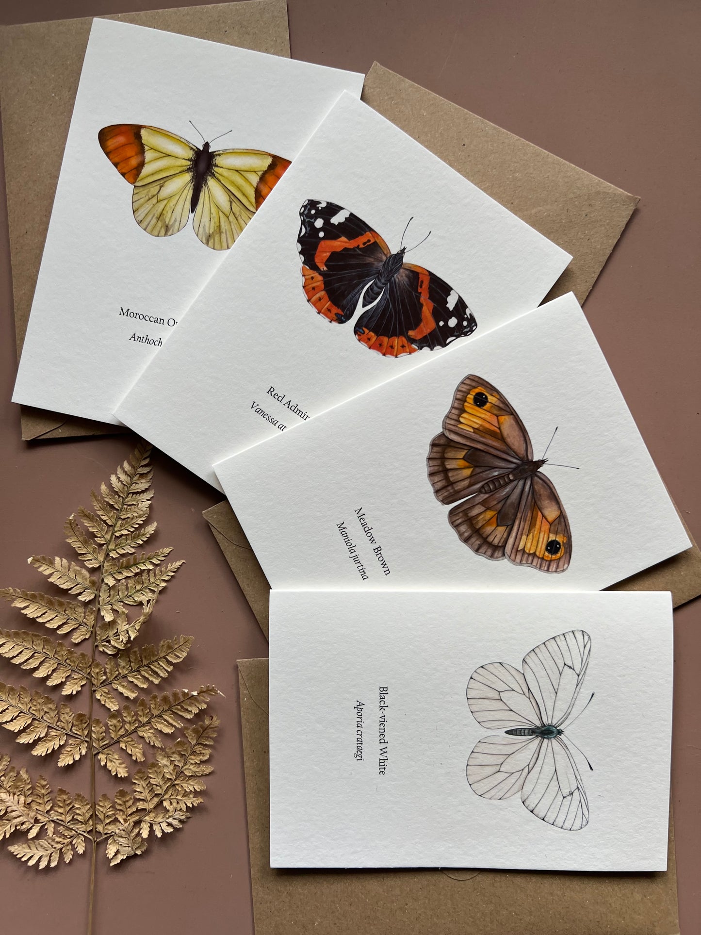 Butterfly Card Set