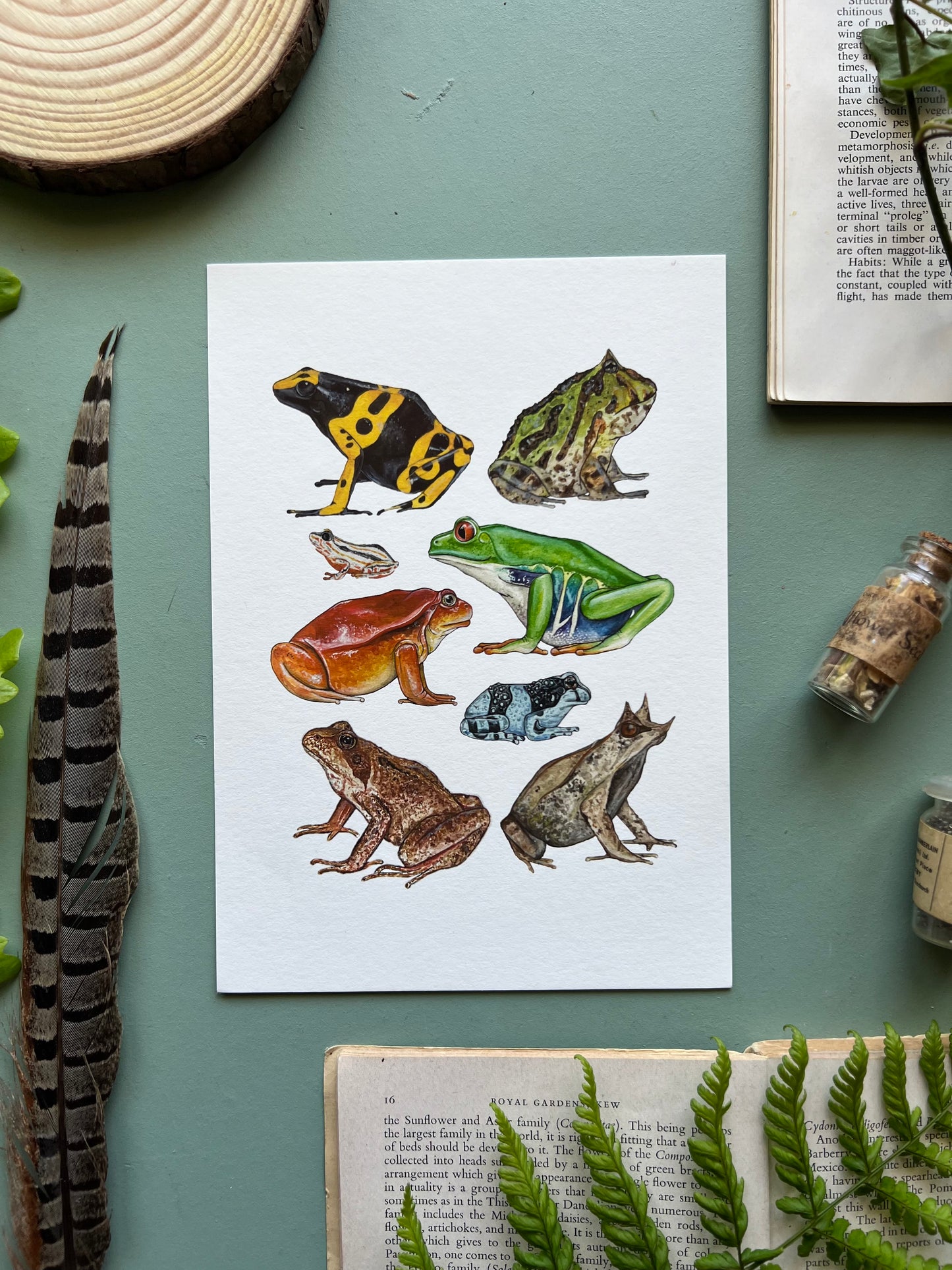 Frogs