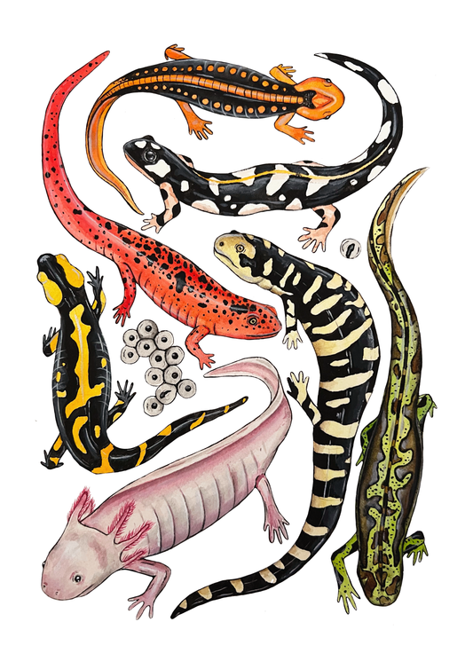 Salamanders Print